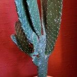 Consolea rubescens Hoja