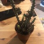 Euphorbia aeruginosa Blatt