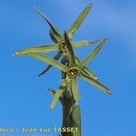 Narcissus viridiflorus 花