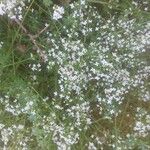 Galium albumLorea