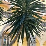 Yucca aloifolia 叶