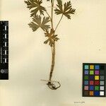 Aconitum heterophylloides Other