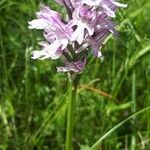 Neotinea tridentata Flower