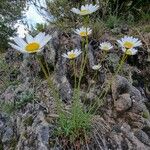 Leucanthemum graminifolium Fleur