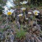 Leucanthemum graminifolium Цвят