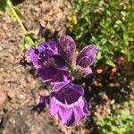 Penstemon cobaea Flower