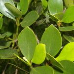 Clusia cylindrica Hoja