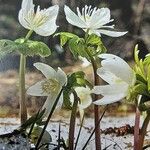 Eranthis sibirica