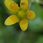 Saxifraga cymbalaria Цвят
