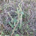 Chenopodium betaceum Кветка