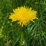 Hypochaeris unifloraFleur