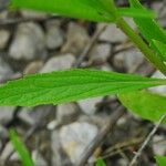 Verbena simplex Lapas