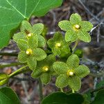 Matelea reticulata Fleur