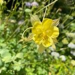 Aquilegia chrysantha Blüte