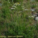 Mutellina adonidifolia 形態
