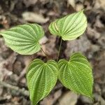 Dioscorea villosa Blatt