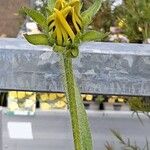 Rudbeckia missouriensis Blüte