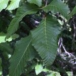 Nothofagus alpina Otro