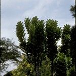Euphorbia neriifolia Corteza