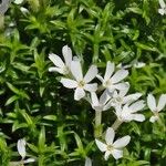 Phlox austromontana Flors