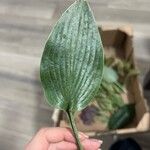 Hosta longipes Blad