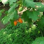 Solanum mammosum Frugt