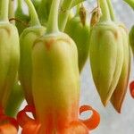 Cotyledon orbiculata Flower