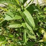 Mentha longifolia Foglia