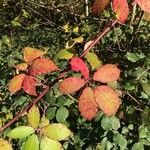 Rubus discolor برگ