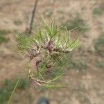 Poa bulbosa Likasa