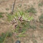 Poa bulbosa Leaf