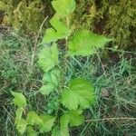 Morus rubra Leaf