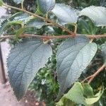 Celtis africana Blatt