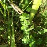 Cruciata pedemontana Leaf