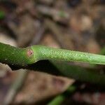 Callichlamys latifolia പുറംതൊലി