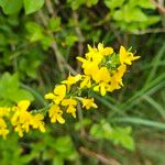 Genista pilosa Flower