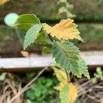 Ulmus minor Leaf