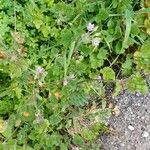 Erodium laciniatum Blomma