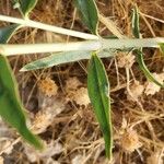 Gypsophila capillaris Leaf