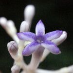 Chassalia boryana Λουλούδι