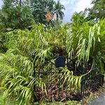 Grammatophyllum speciosum Lapas