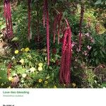 Amaranthus caudatusLorea