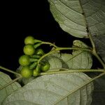 Solanum schlechtendalianum Frukto