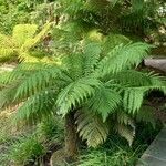 Dicksonia antarctica 整株植物