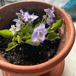 Viola adunca Fiore