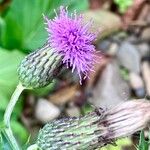 Cirsium arvenseFlor