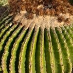 Echinocactus platyacanthus خشب
