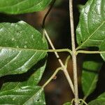 Guettarda foliacea Corteza