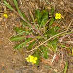 Diplotaxis muralis 整株植物