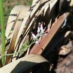 Fumaria parviflora Kukka